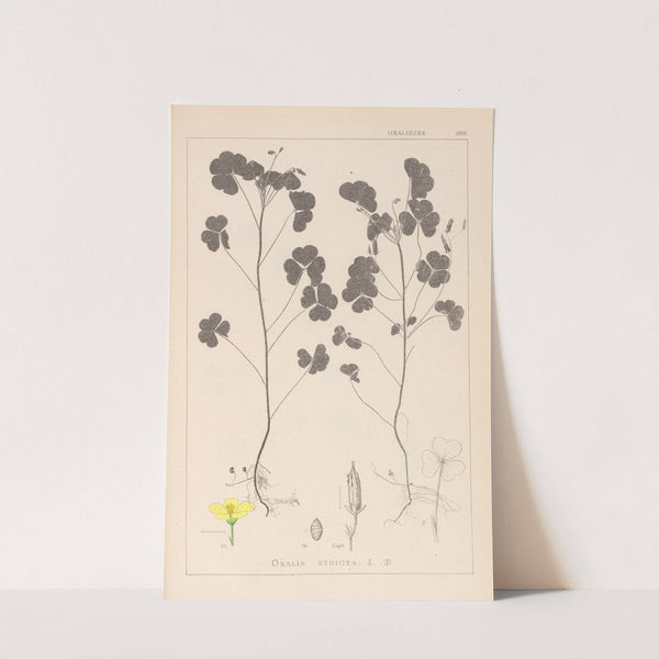 Herbier de la flore française Pl.0131 by Louis Antoine Cusin