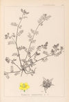 Herbier de la flore française Pl.0133
