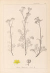 Herbier de la flore française Pl.0134