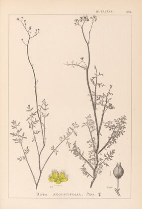 Herbier de la flore française Pl.0135