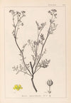 Herbier de la flore française Pl.0136