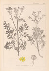 Herbier de la flore française Pl.0137