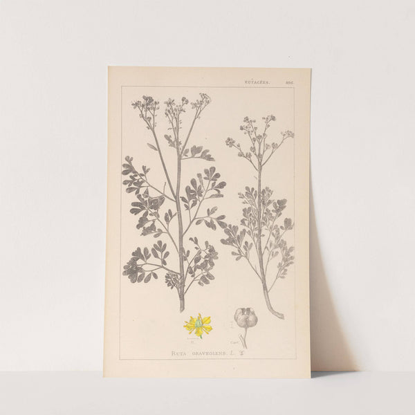 Herbier de la flore française Pl.0137 by Louis Antoine Cusin