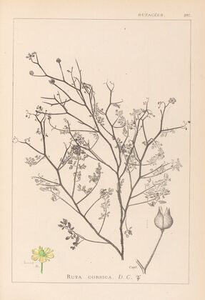 Herbier de la flore française Pl.0138