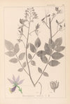Herbier de la flore française Pl.0139