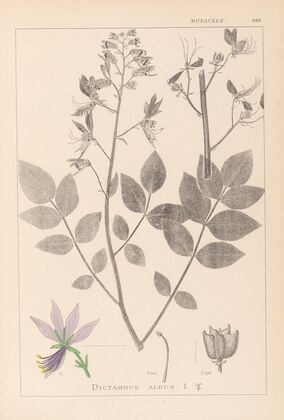 Herbier de la flore française Pl.0139