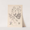 Herbier de la flore française Pl.0139 by Louis Antoine Cusin