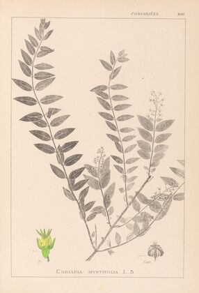 Herbier de la flore française Pl.0140