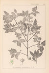 Herbier de la flore française Pl.0141