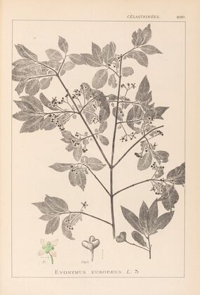 Herbier de la flore française Pl.0141