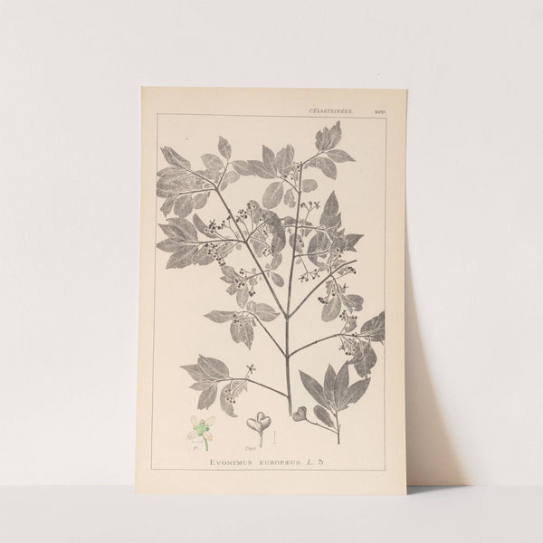 Herbier de la flore française Pl.0141 by Louis Antoine Cusin