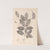 Herbier de la flore française Pl.0142 by Louis Antoine Cusin