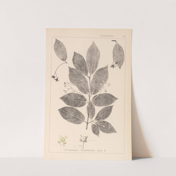 Herbier de la flore française Pl.0142 by Louis Antoine Cusin