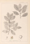 Herbier de la flore française Pl.0144