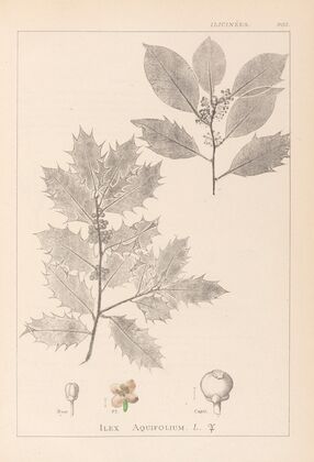 Herbier de la flore française Pl.0144