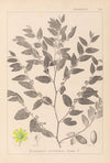Herbier de la flore française Pl.0145