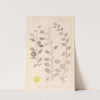 Herbier de la flore française Pl.0146 by Louis Antoine Cusin