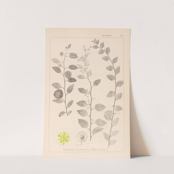 Herbier de la flore française Pl.0146 by Louis Antoine Cusin