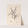 Herbier de la flore française Pl.0148 by Louis Antoine Cusin