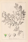 Herbier de la flore française Pl.0150