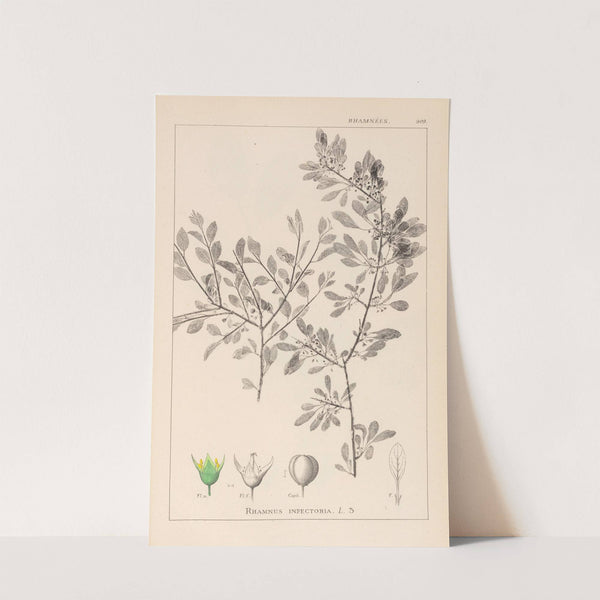 Herbier de la flore française Pl.0150 by Louis Antoine Cusin