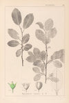 Herbier de la flore française Pl.0151
