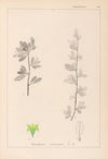 Herbier de la flore française Pl.0153