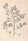 Herbier de la flore française Pl.0156