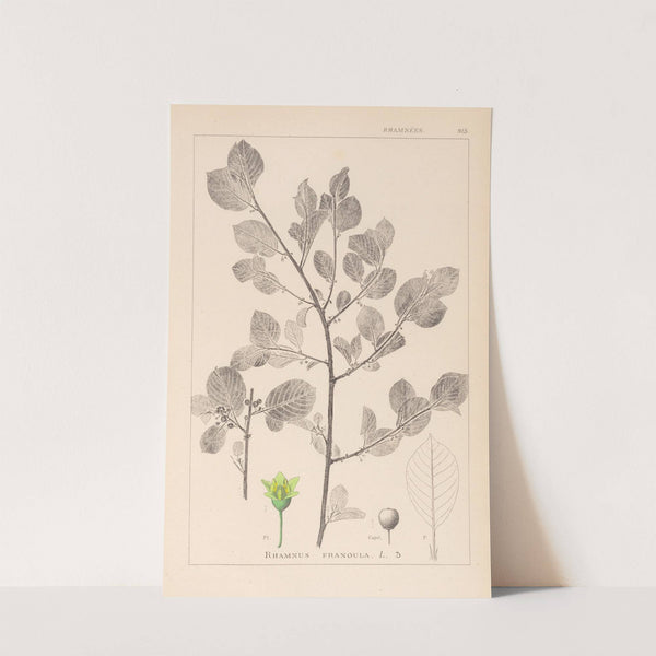 Herbier de la flore française Pl.0156 by Louis Antoine Cusin