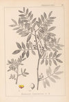 Herbier de la flore française Pl.0157