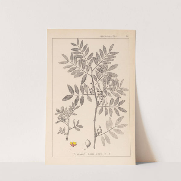 Herbier de la flore française Pl.0157 by Louis Antoine Cusin