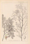 Herbier de la flore française Pl.0158