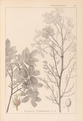 Herbier de la flore française Pl.0158