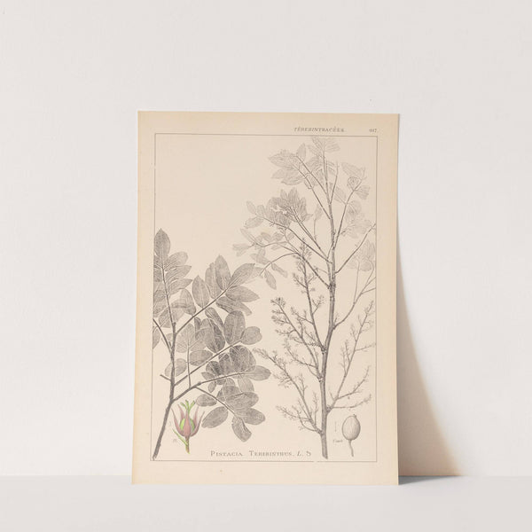 Herbier de la flore française Pl.0158 by Louis Antoine Cusin