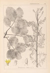 Herbier de la flore française Pl.0159