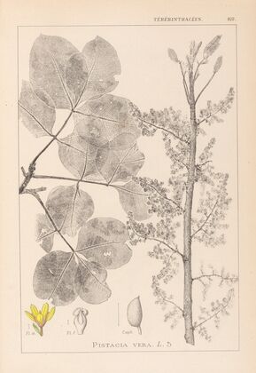 Herbier de la flore française Pl.0159