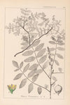 Herbier de la flore française Pl.0160