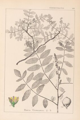Herbier de la flore française Pl.0160