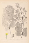 Herbier de la flore française Pl.0161