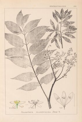 Herbier de la flore française Pl.0162