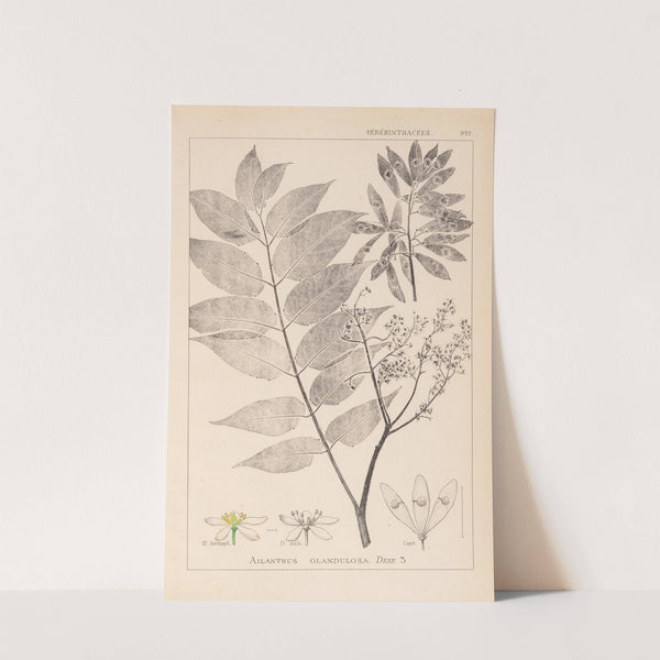Herbier de la flore française Pl.0162 by Louis Antoine Cusin