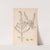 Herbier de la flore française Pl.0164 by Louis Antoine Cusin