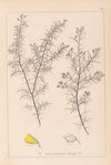 Herbier de la flore française Pl.0165