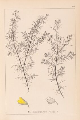 Herbier de la flore française Pl.0165