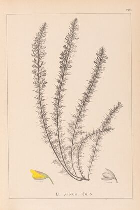 Herbier de la flore française Pl.0166