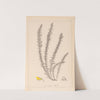 Herbier de la flore française Pl.0166 by Louis Antoine Cusin