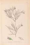 Herbier de la flore française Pl.0167