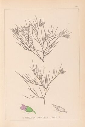 Herbier de la flore française Pl.0167