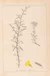 Herbier de la flore française Pl.0169