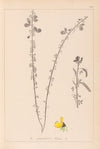 Herbier de la flore française Pl.0172